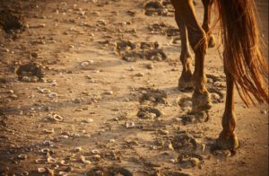 Vacanze a cavallo in Sardegna